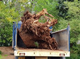Just a little stump...